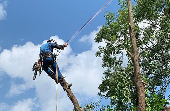 Arboriculture